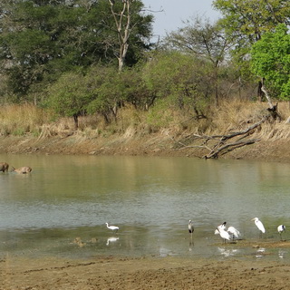 Tadoba - Sambar deers